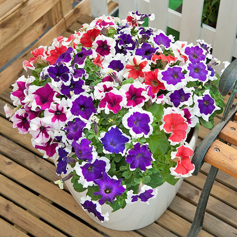 Hoàn Mỹ Giỏ hoa dạ yến thảo