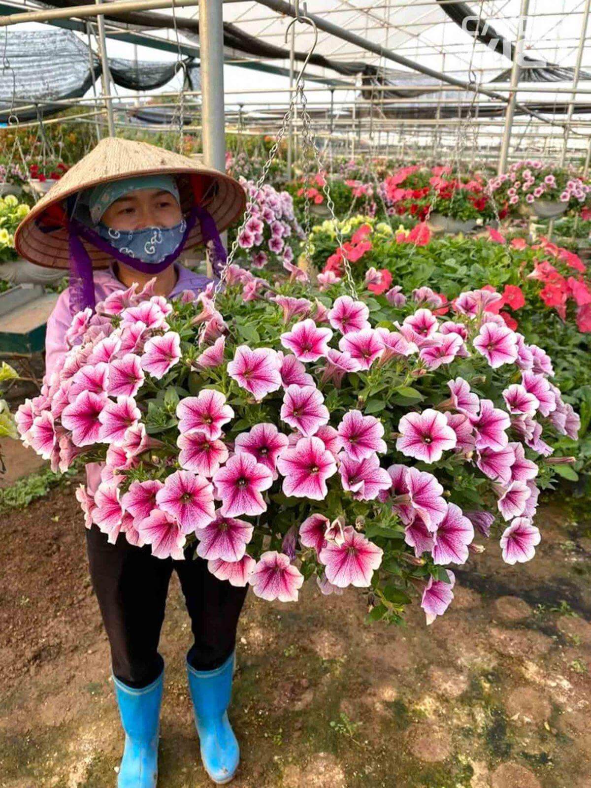 Hoàn Mỹ Giỏ hoa dạ yến thảo