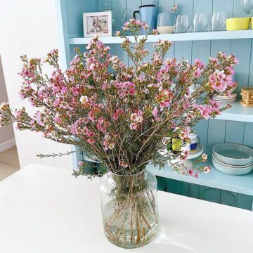 Hoa Tết thanh liễu – Vẻ đẹp của sự tinh khiết, may mắn và tài lộc