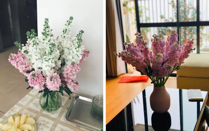 Creamy Rose Lẵng hoa phi yến