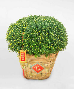 Mua chậu hoa cúc mâm xôi