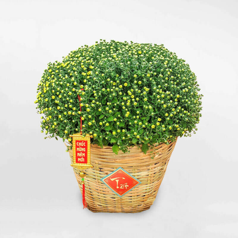 Mua chậu hoa cúc mâm xôi