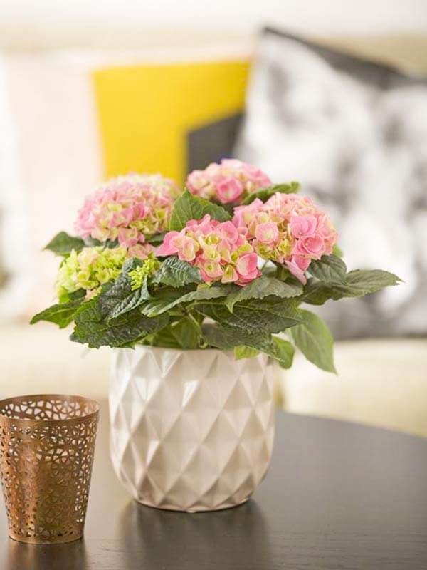 Chậu hoa cẩm tú cầu để bàn 03