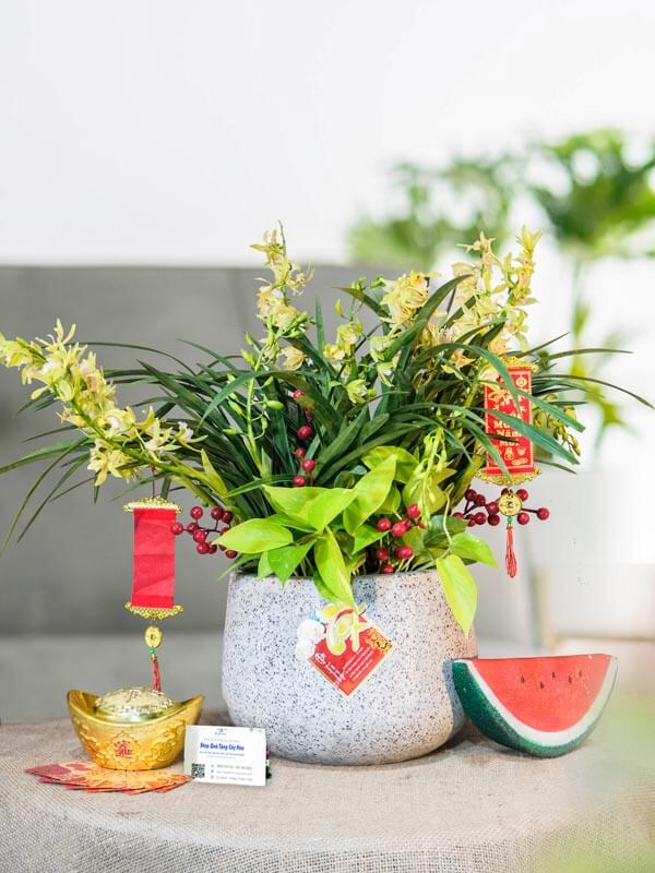 chậu hoa địa lan 01