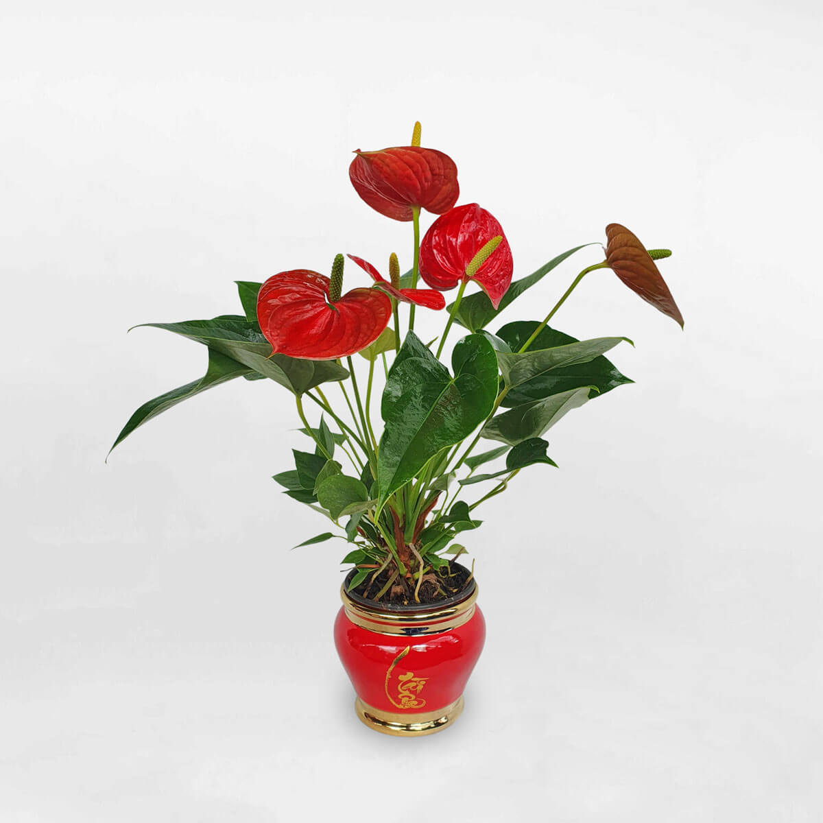 Chậu hoa hồng môn 02