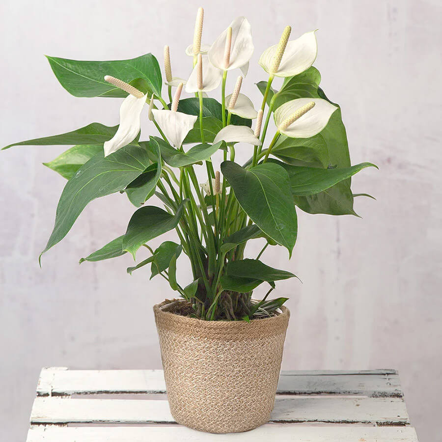 Chậu hoa hồng môn 03