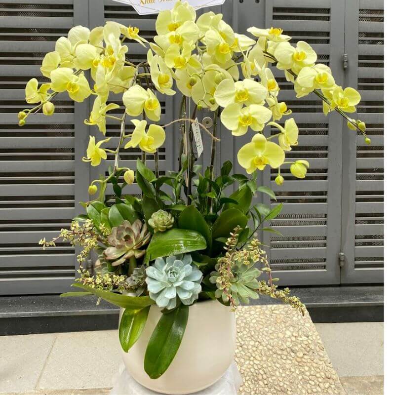 Chậu hoa lan 5 cành 00