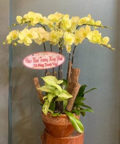 Chậu hoa lan 6 cành 01