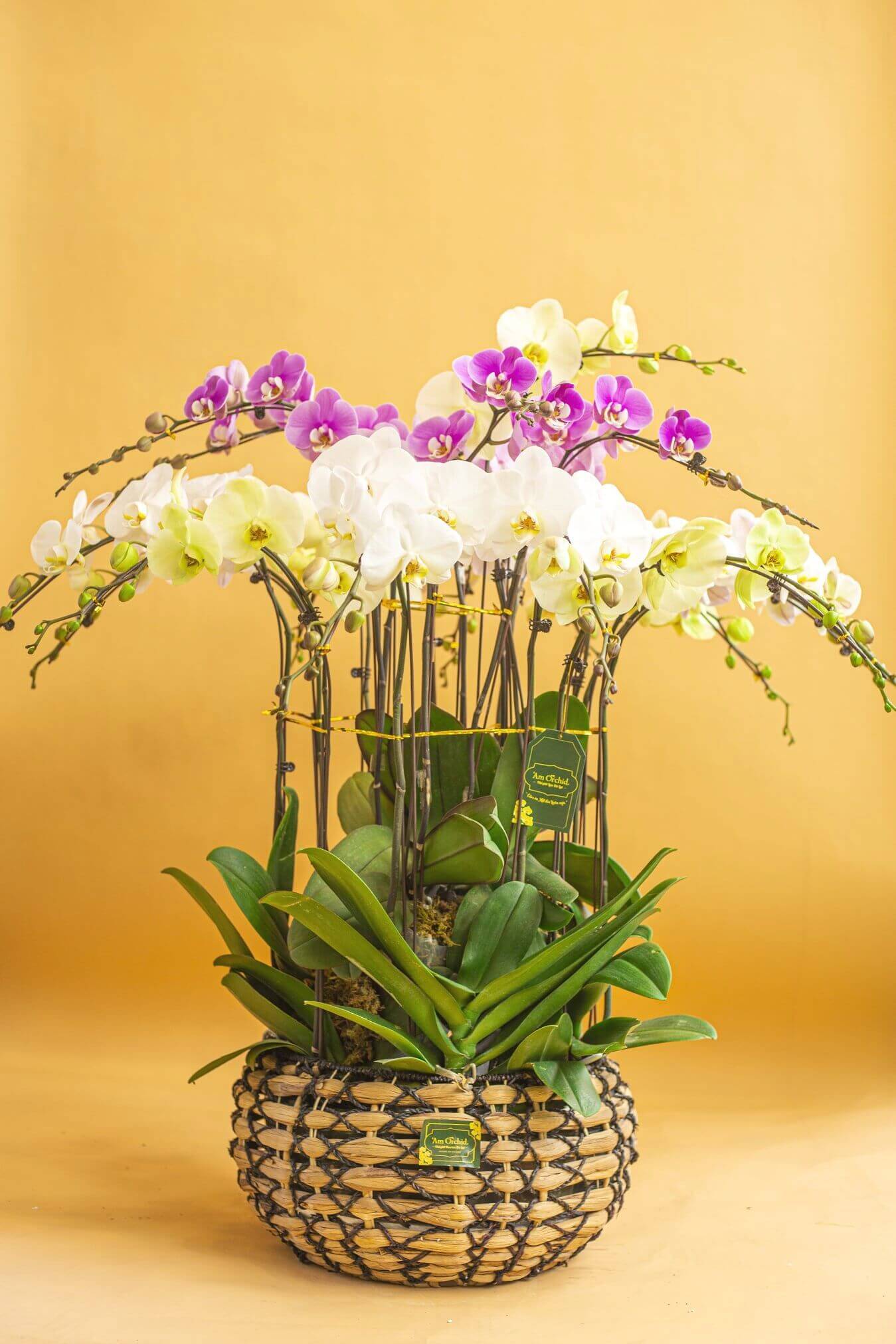 Chậu hoa lan 6 cành 02