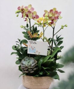 Chậu hoa lan hồ điệp chúc mừng thành công