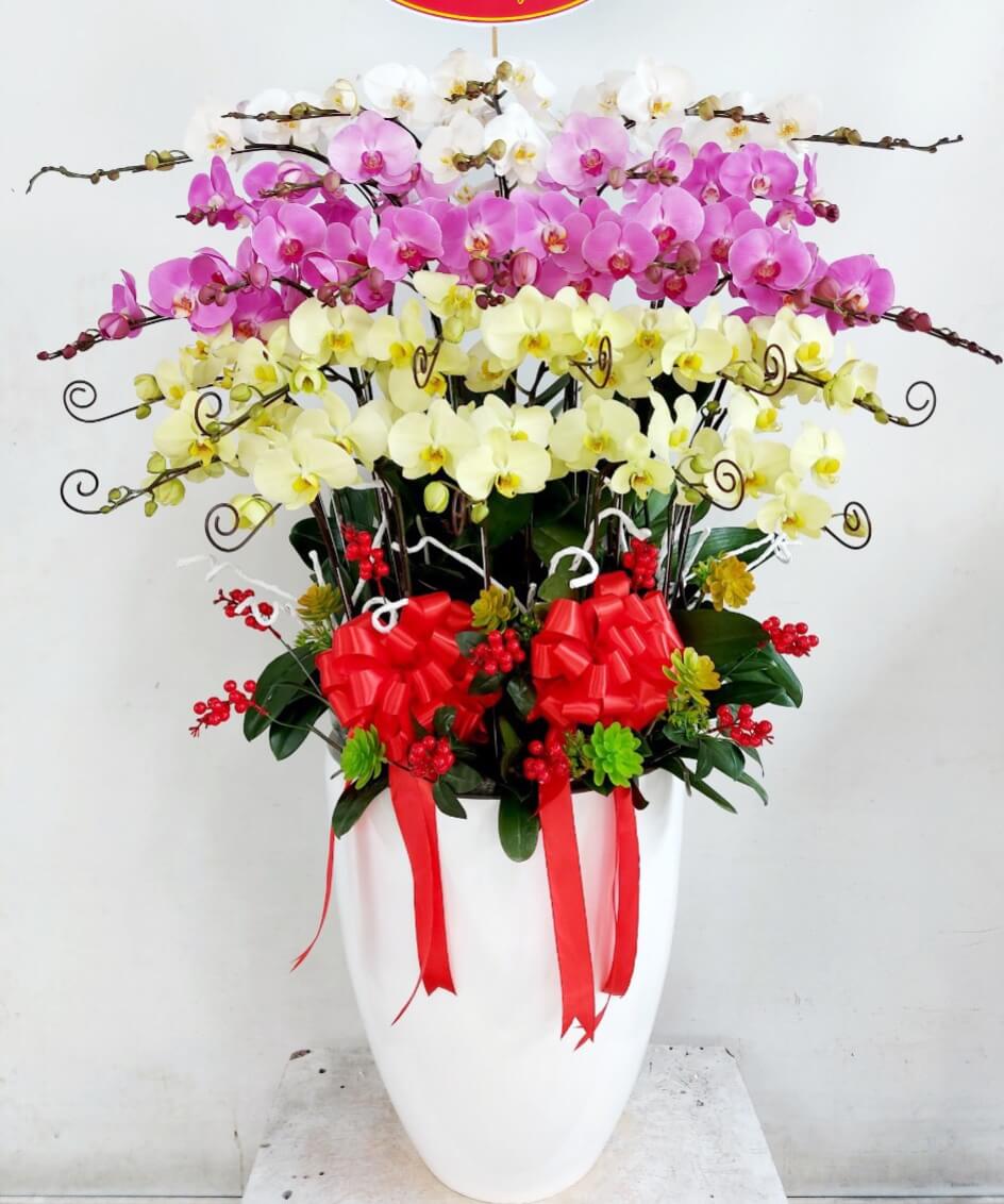 Chậu hoa lan hồ điệp 30 cành 00