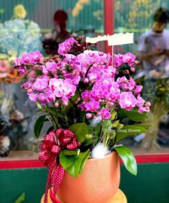 Chậu hoa phong lan tím mừng tân gia nhà mới