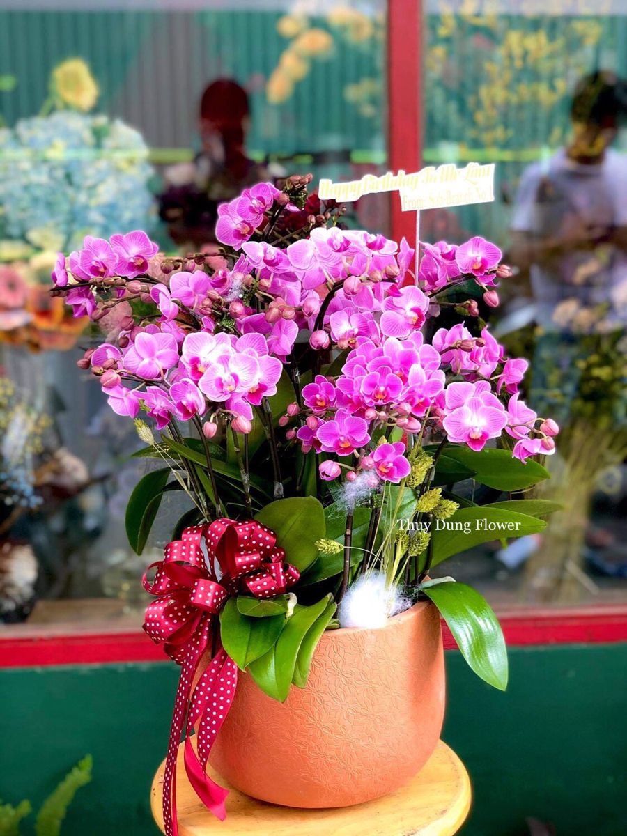 Chậu hoa phong lan tím