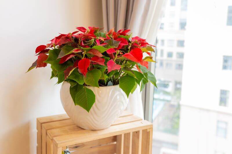 Chậu hoa trạng nguyên 03