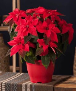 Chậu hoa trạng nguyên đỏ hồng là biểu trưng của sự may mắn, thành công và tài lộc trong cuộc sống