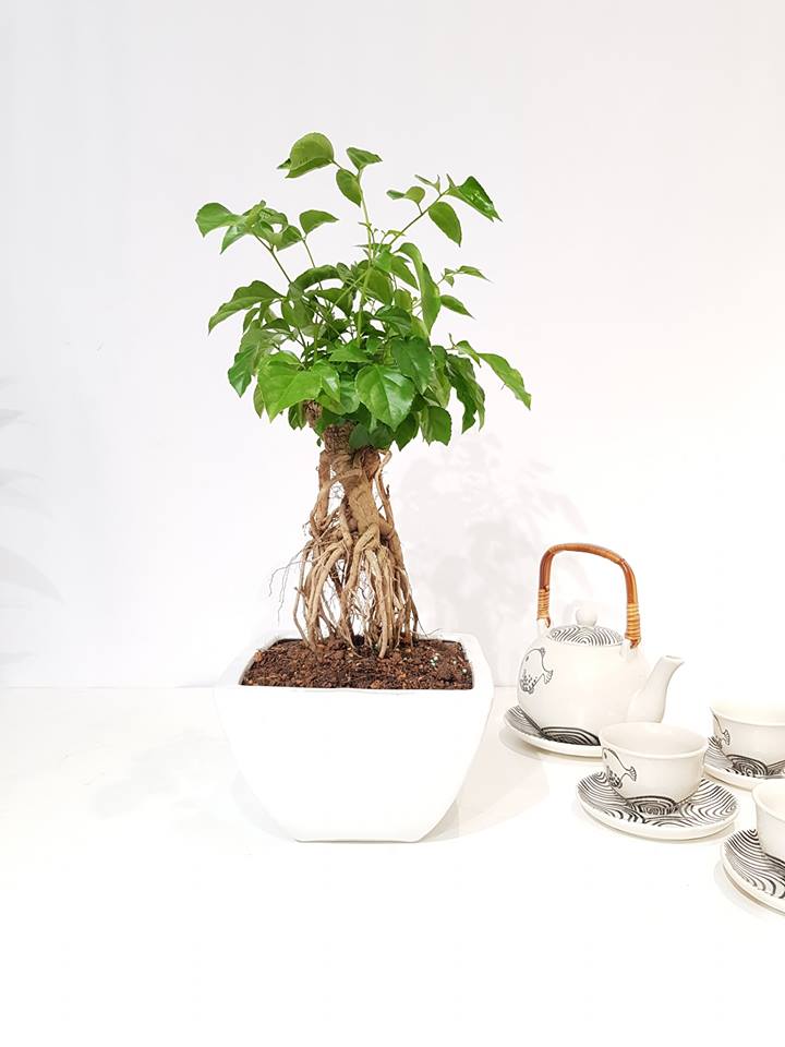 cây hạnh phúc