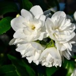 hoa màu trắng có mùi thơm