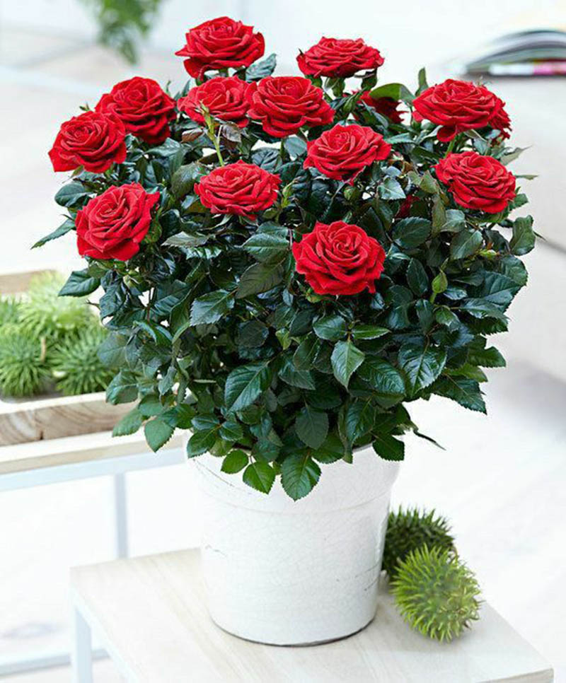 Chậu hoa cho cây hoa