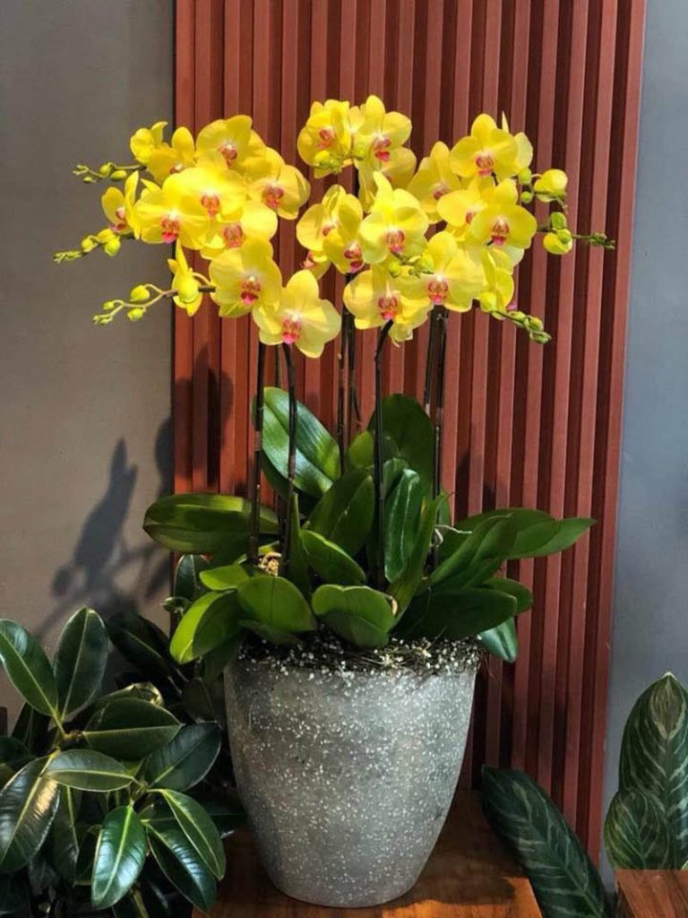 Chậu hoa tại tphcm