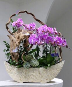 Chậu lan hồ điệp Nhị Sắc