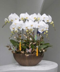 Chậu Lan Hồ Điệp Bold Leap