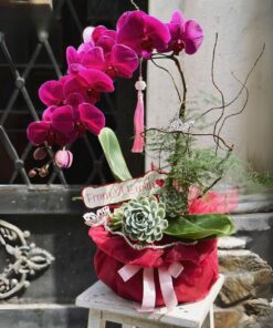 Chậu Lan Hồ Điệp Brilliant