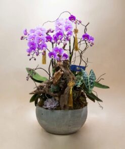 Chậu Lan Hồ Điệp Call of Silence