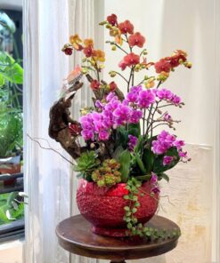 Chậu Lan Hồ Điệp Cung Hỷ phát tài