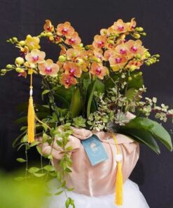 Lan Hồ Điệp Ý Xuân