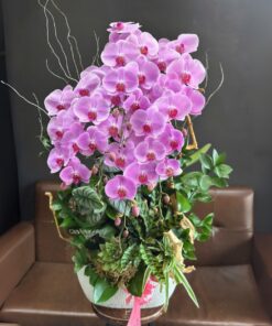 Chậu Lan Hồ Điệp Fire of Love