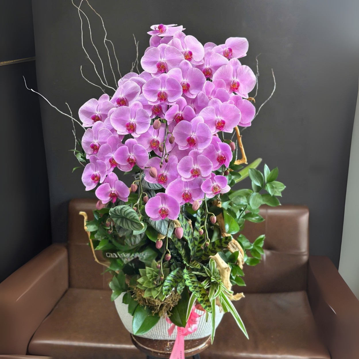 Chậu Lan Hồ Điệp Fire of Love
