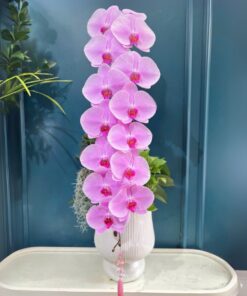 Chậu Lan Hồ Điệp Flower Corner