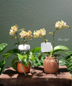 Chậu Lan Hồ Điệp Golden Queen