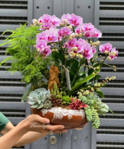 Chậu Lan Hồ Điệp Happy Opening