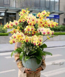 Chậu Lan Hồ Điệp Happy Together