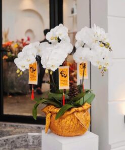 Chậu Lan Hồ Điệp Just for You