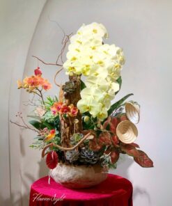 Chậu Lan Hồ Điệp Không ngừng vươn xa