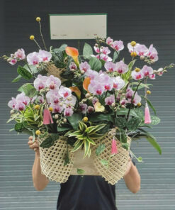 Chậu Lan Hồ Điệp Kiêu Hãnh