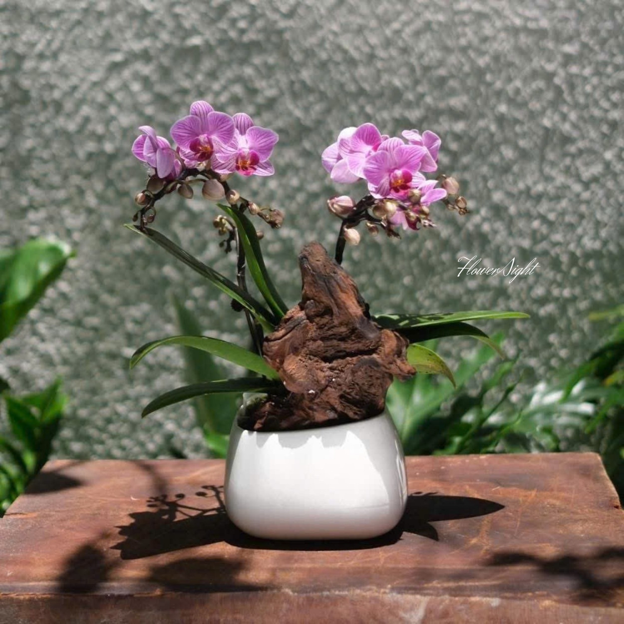 Chậu Lan Hồ Điệp Lam Ngọc