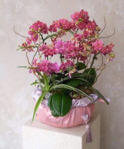 Chậu Lan Hồ Điệp Liên Hoa Phúc