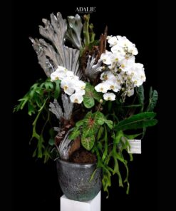 Chậu Lan Hồ Điệp Lộc Tấn Tài