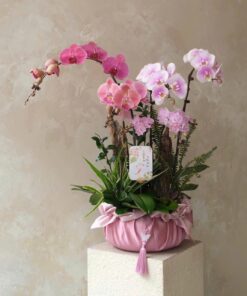 Chậu Lan Hồ Điệp Orchestral