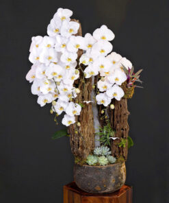 Chậu Lan Hồ Điệp Passionnant