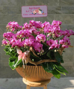 Chậu lan hồ điệp Royal Flame Orchid