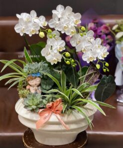 Chậu Lan Hồ Điệp Tinh Khôi ngày mới