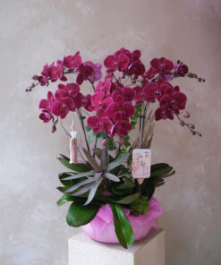 Chậu Lan Hồ Điệp Tịnh Lan