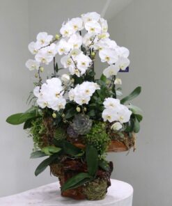 Chậu Lan Hồ Điệp Vĩnh Cửu