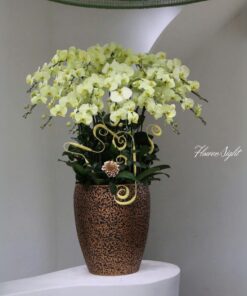 Chậu Lan Hồ Điệp Vững bền