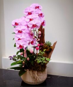 Chậu Lan Hồ Điệp Wild Glow