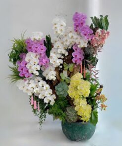 Chậu Lan Hồ Điệp An Nhiên